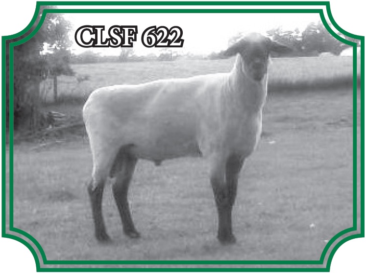 Representing Shropshire frame type bloodlines, CLSF 622 “Tommy” - Knepp-LaFollete Shropshires